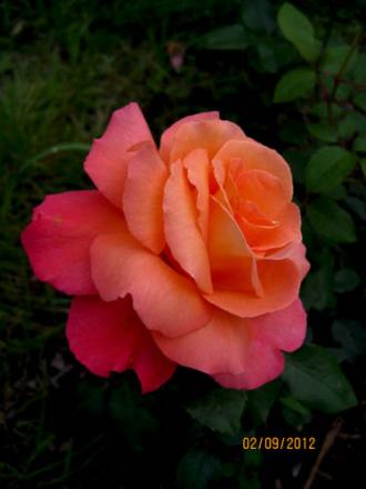gallery_71323_5141_27859.jpg