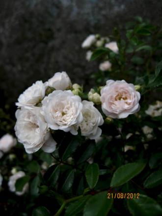 gallery_71323_5141_29617.jpg