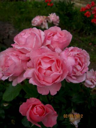 gallery_71323_5141_31890.jpg