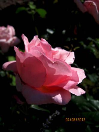 gallery_71323_5141_37059.jpg