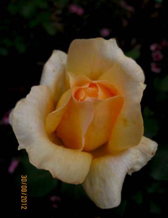 gallery_71323_5141_37343.jpg