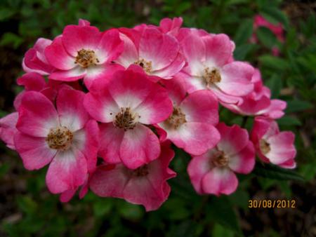 gallery_71323_5141_38586.jpg