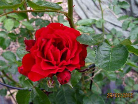 gallery_71323_5141_43994.jpg