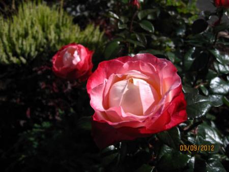 gallery_71323_5141_51839.jpg