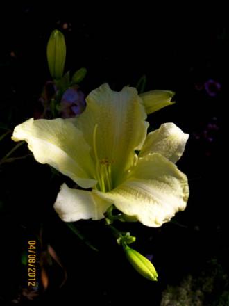 gallery_71323_5141_6559.jpg