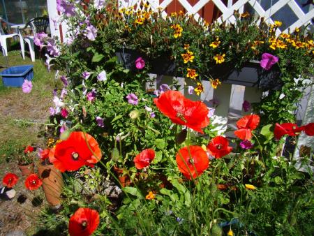 gallery_76422_5332_276816.jpg
