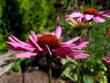tn_gallery_71323_5141_3844.jpg