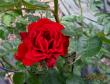 tn_gallery_71323_5141_43994.jpg
