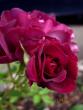 tn_gallery_71323_5141_44389.jpg