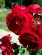 tn_gallery_71323_5141_60982.jpg