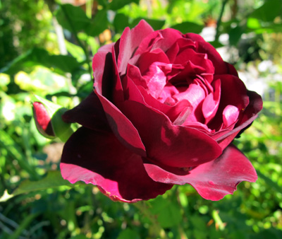 gallery_276_1247_68441.jpg