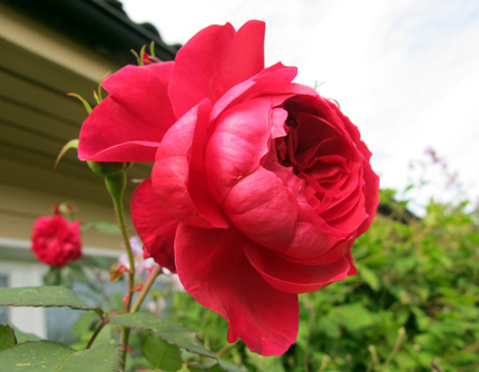 gallery_276_1250_3303.jpg