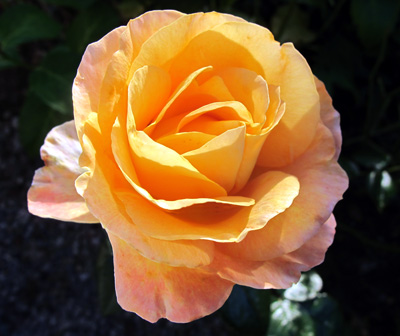 gallery_276_1646_3036.jpg