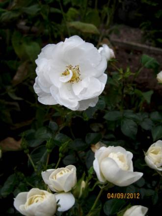 gallery_71323_5141_22118.jpg