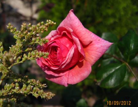 gallery_71323_5141_24026.jpg