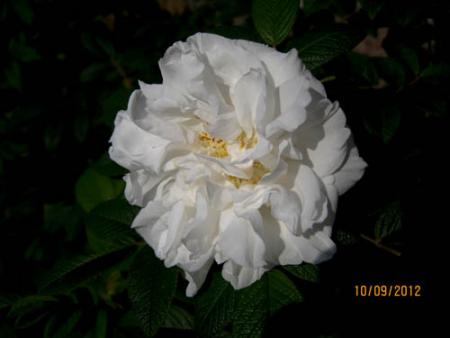 gallery_71323_5141_30375.jpg