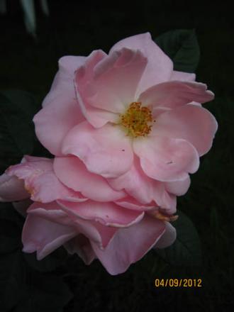 gallery_71323_5141_34913.jpg