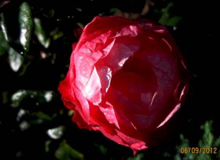 gallery_71323_5141_5679.jpg