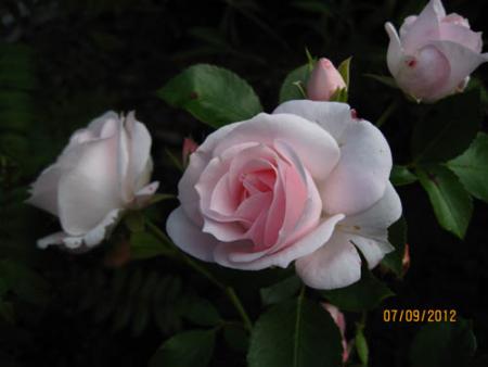 gallery_71323_5141_6711.jpg