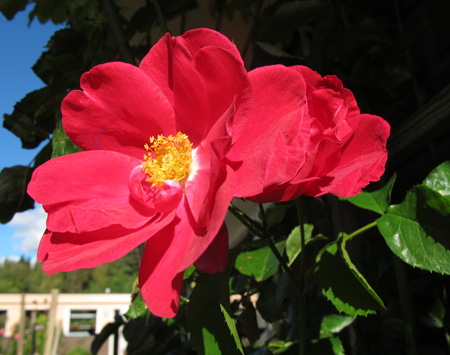 gallery_276_1250_62081.jpg
