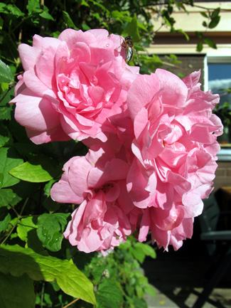 gallery_276_1250_63592.jpg