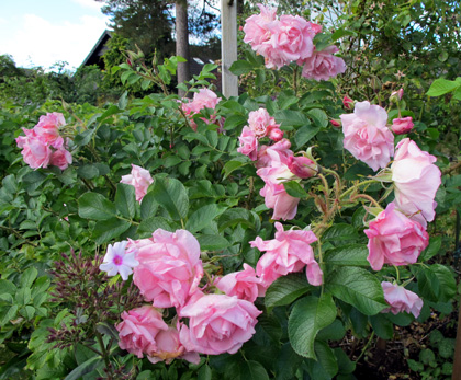 gallery_276_1645_29240.jpg