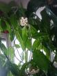 tn_gallery_6231_66_373725.jpg