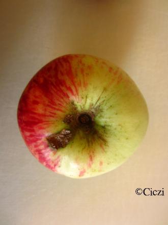 gallery_4113_5366_58901.jpg