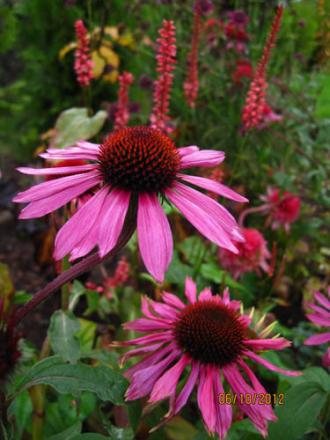 gallery_71323_5141_15454.jpg
