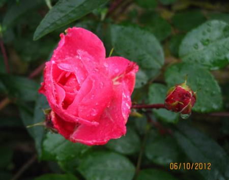 gallery_71323_5141_28779.jpg