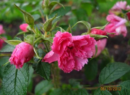 gallery_71323_5141_40061.jpg