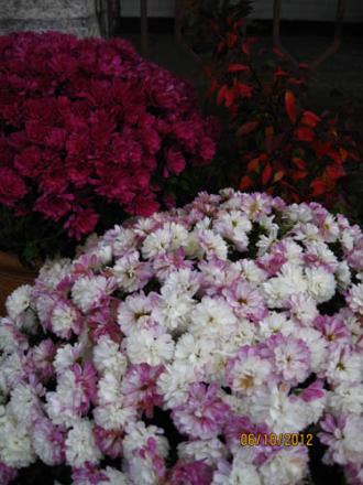 gallery_71323_5141_45531.jpg
