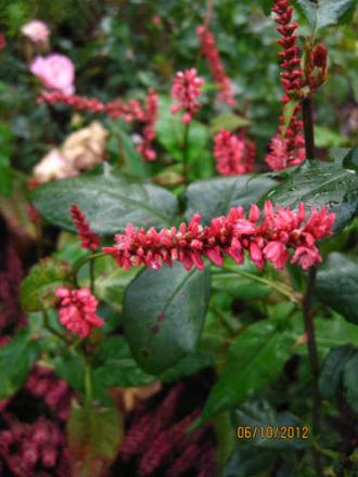 gallery_71323_5141_57822.jpg