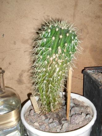 gallery_77196_5367_111542.jpg