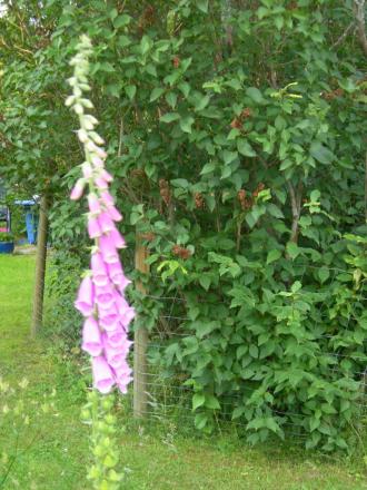 gallery_1028_4204_20979.jpg