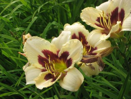 gallery_10539_40_134591.jpg