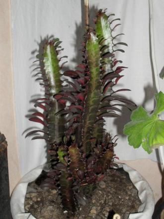 gallery_77196_5367_29894.jpg