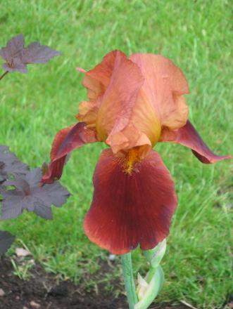 gallery_10539_45_142850.jpg