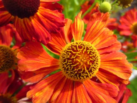 gallery_77562_5400_113764.jpg