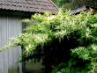 tn_gallery_73861_5424_97463.jpg