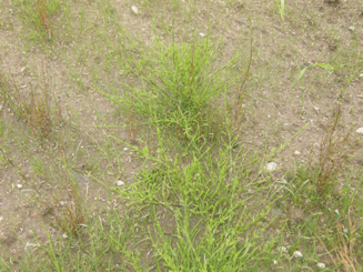 gallery_78305_5487_103792.jpg