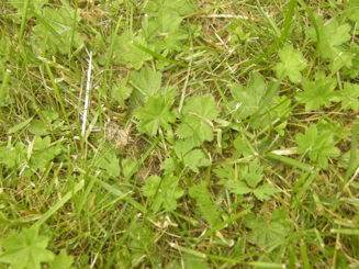 gallery_78305_5487_110910.jpg