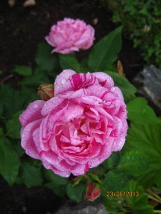 gallery_71323_5497_13341.jpg