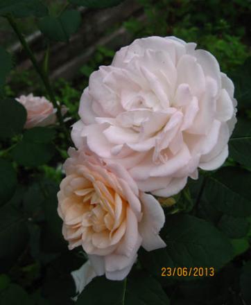gallery_71323_5497_27682.jpg