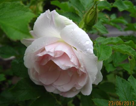 gallery_71323_5497_33159.jpg