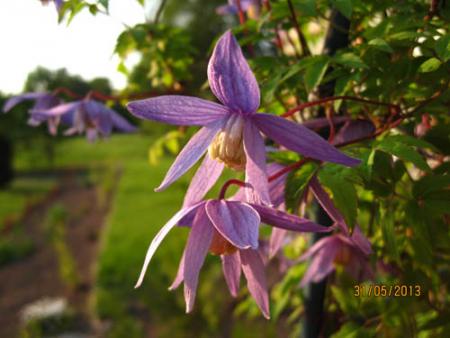gallery_71323_5497_43315.jpg