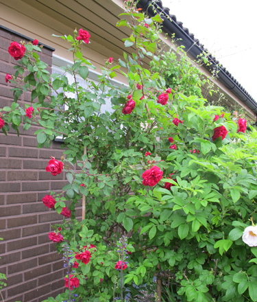 gallery_276_1250_117496.jpg