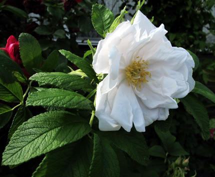 gallery_276_1645_24001.jpg