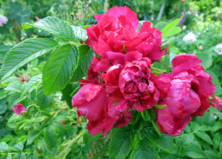 gallery_276_1645_49962.jpg