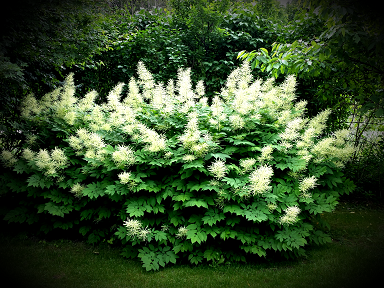 gallery_78041_5500_65141.png